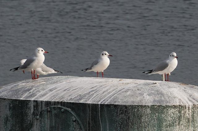 【12/14】ときわ公園の野鳥観察会