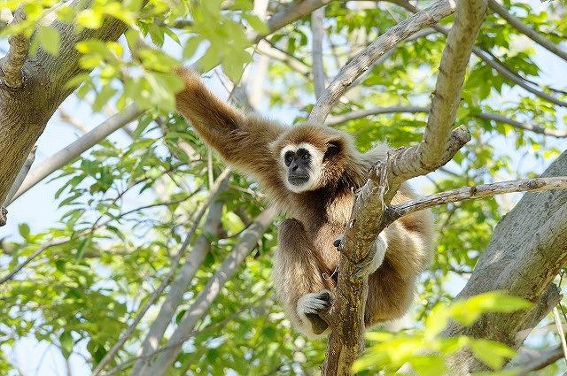 【世界野生生物の日】クロスワードクイズ