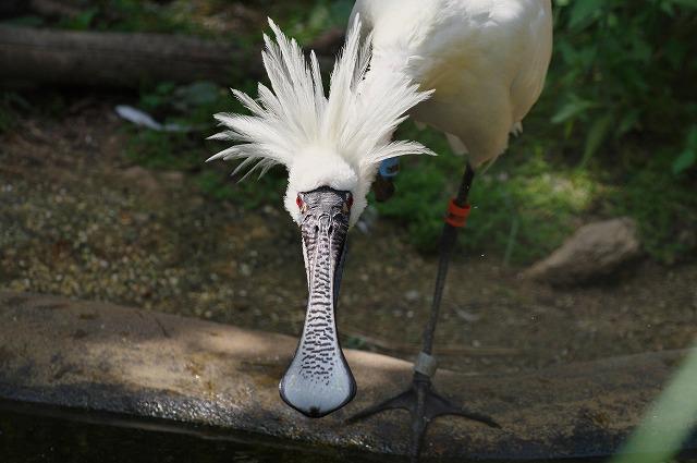 【世界野生生物の日】クイズ大会