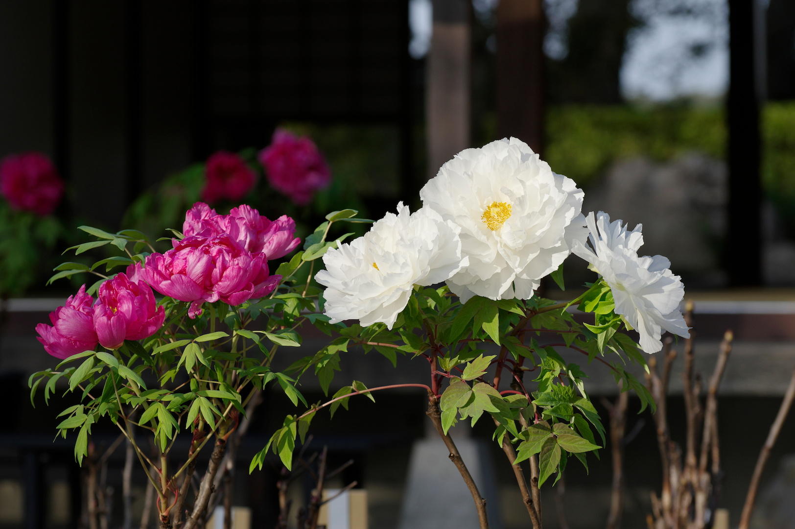 ぼたん苑 - 緑と花 - ときわ公園|山口県宇部市