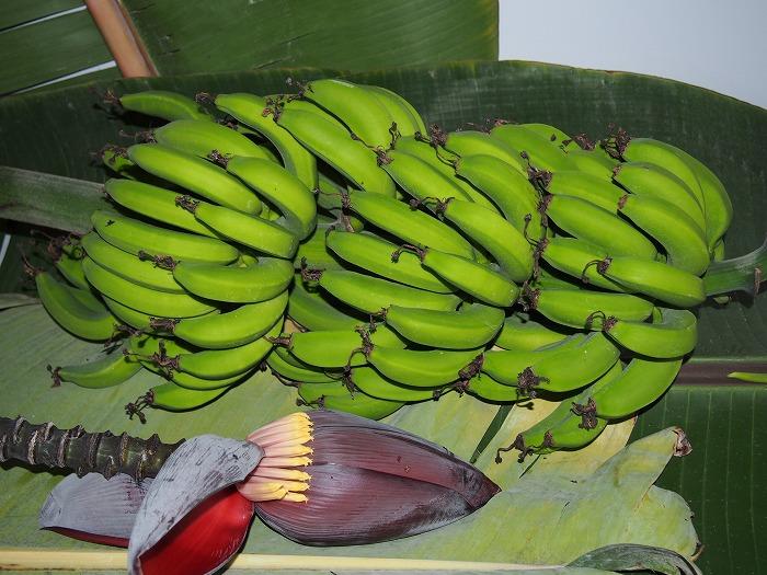 バナナの葉と実の展示 (2).jpg