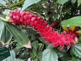 植物館の見どころ（９月①）