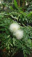 植物館の見どころ１２月②