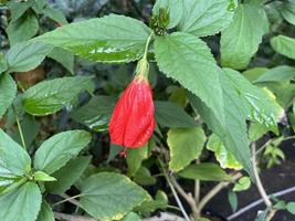 植物館の見どころ１月①