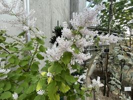 植物館の見どころ２月①