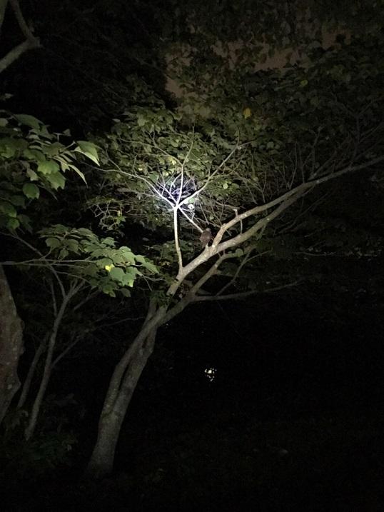 アオバズク木の上.jpg