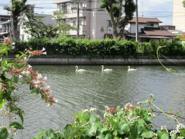 福山市ハスの池.JPG